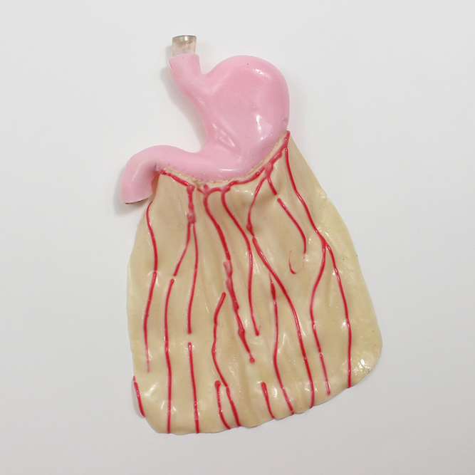 Surgical Sam Stomach (#4115)